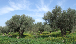 olive trees near latrun